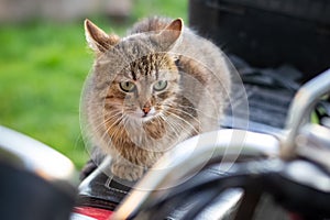 Brown striped cat sitting on the seat of a motorcycle