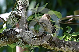 Brown Striped House Finch on Branch 03