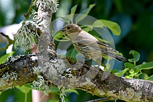 Brown Striped House Finch on Branch 04