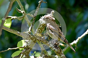 Brown Striped House Finch on Branch 08