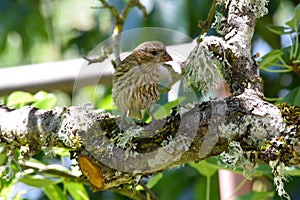 Brown Striped House Finch on Branch 13