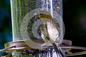 Brown Striped House Finch at Feeder 02