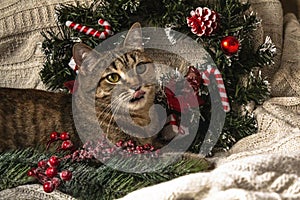 Brown striped kitty on knitted woolen beige plaid with Christmas wreath and New Year decoration.