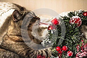 Brown striped kitty plaing with Christmas wreath.