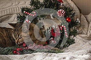 Brown striped kitty plaing with Christmas wreath.