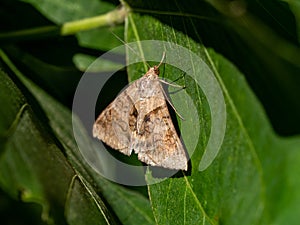 Brown-striped semilooper moth on broad leaf