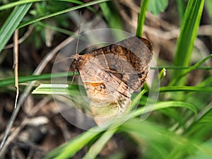 Brown-striped semilooper moth hides in grass
