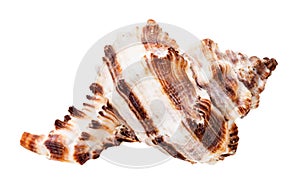 brown striped shell of muricidae mollusc isolated
