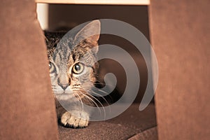 Brown striped tabby cat sitting on living room chair looking surprised at camera