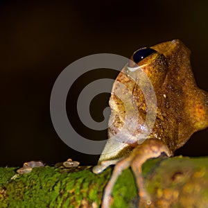 Brown-striped Tree Frog