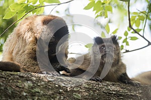 Brown striped tufted capuchin monkey,