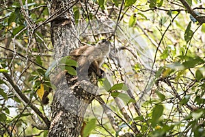 Brown striped tufted capuchin monkey,