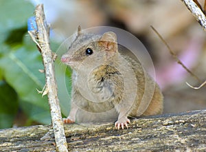 Brown or subtropical antechinus