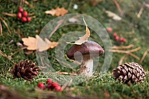 Brown Suillus mushroom in the forest