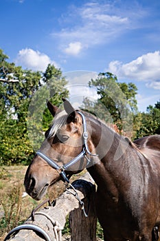 Summer landscape with big pet with hoofs. photo