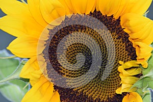 Brown Sunflower Florets Spiral