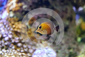 The brown surgeon, brown tang or Twotone Surgeonfish Zebrasoma scopas is a marine fish