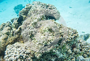 Brown Surgeonfish in Yejele Beach Reef