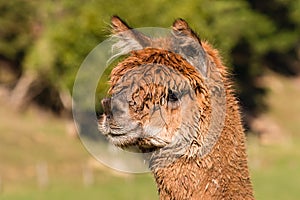 Brown suri alpaca head