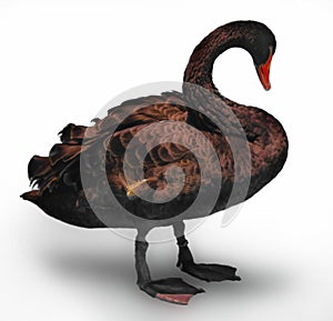 Brown Swan bird isolated