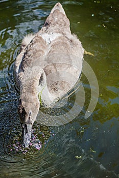 Brown swan drinking water from a pond