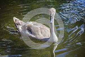 Brown swan drinking water from a pond