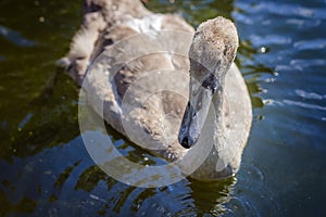Brown swan drinking water from a pond