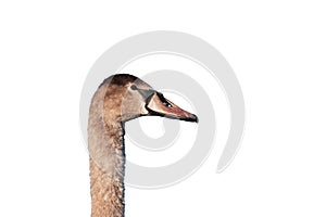 Brown swan head isolated on white.