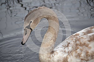 Brown Swan in Pond