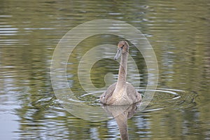Brown swan swimming on a pond