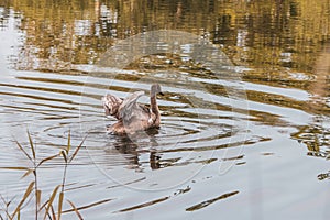 Brown swan swimming on a pond