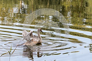 Brown swan swimming on a pond