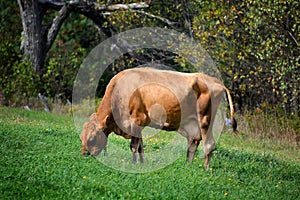 The Brown Swiss or American Brown Swiss