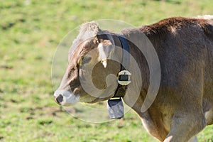 Brown Swiss breed cow grazing on Alpine slopes