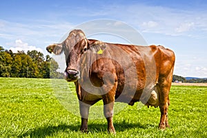 Brown Swiss Cow