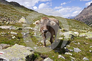 Brown Swiss cow in the Apls