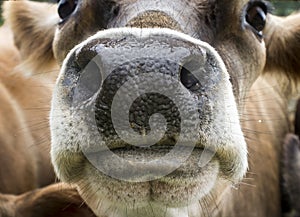 Brown Swiss Cow Nose