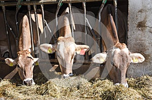 Brown Swiss cows Feeding at a farm