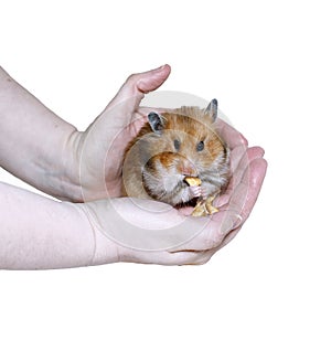 Brown Syrian hamster eating, stuffing food in cheeks