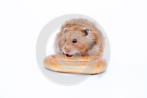 Brown Syrian hamster gnaws delicious bagel