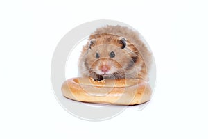 Brown Syrian hamster gnaws delicious bagel