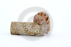 Brown Syrian hamster gnaws the tunnel of grass