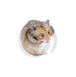 Brown Syrian hamster sitting and showing tongue teases isolated