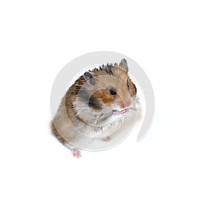 Brown Syrian hamster stands on his hind legs and pinche the nose