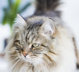 Brown tabby adorable cat in the garden, long haired siberian breed