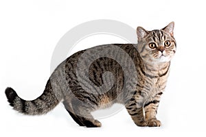 Brown tabby british cat looking curious on white background