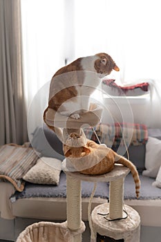 Brown tabby cat annoys another cat sitting on top of a scratching tower 2