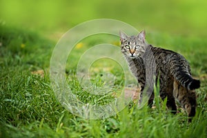 Brown tabby cat in a meadow