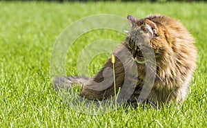 Brown tabby cat in the garden, siberian breed female on the grass green