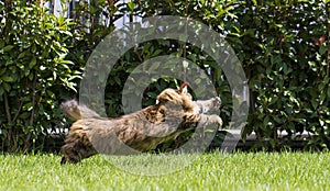 Brown tabby cat in the garden, siberian breed female walking on the grass green chasing a butterfly